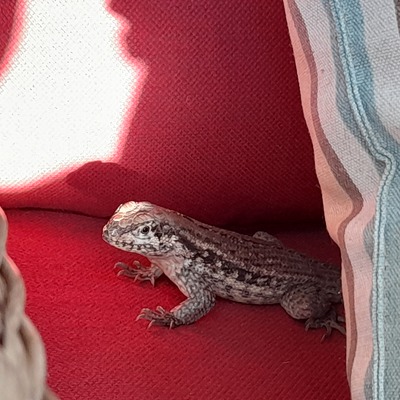 avatar for reedlindwurm@dragonscave.space