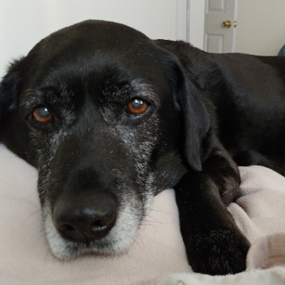 avatar for Lionesslady@mindly.social