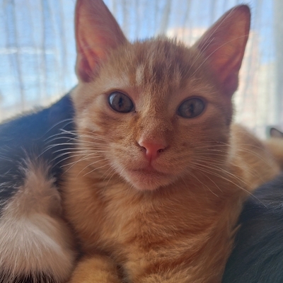 avatar for normanefe@col.social