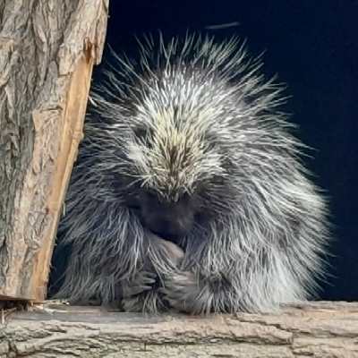 avatar for berlinfokus@berlin.social