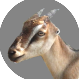 avatar for GoatsLive@mastodon.social
