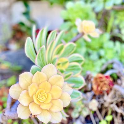 avatar for TinJar@mastodon.social