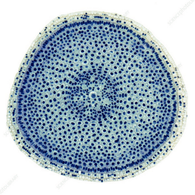 avatar for tinderness@swiss.social