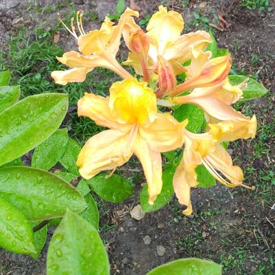 avatar for GertrudeZane@c.im