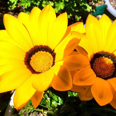 avatar for SallyABL@aus.social