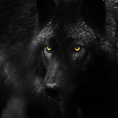 avatar for lobonegro@masto.es