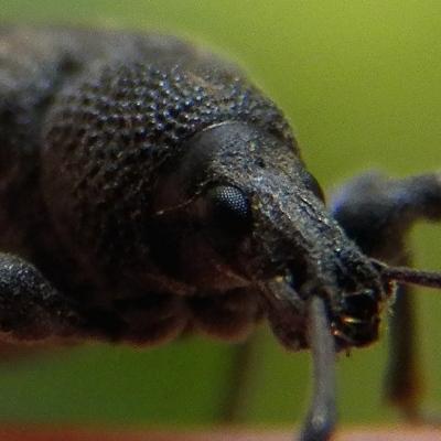 avatar for barkandbog@mastodon.social