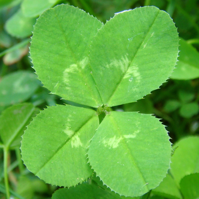 avatar for dasgrueneblatt@wien.rocks