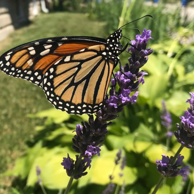 avatar for ironcladlou@hachyderm.io