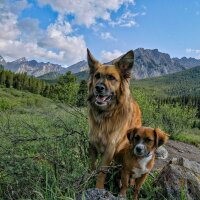 avatar for 2muttsonthemove@pixelfed.social