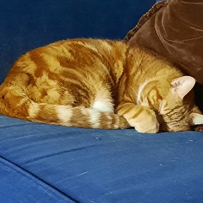 avatar for ClaireCopperman@mastodonapp.uk