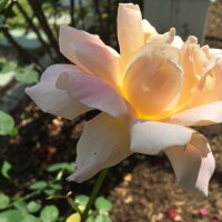 avatar for MigsGarden@pixelfed.social