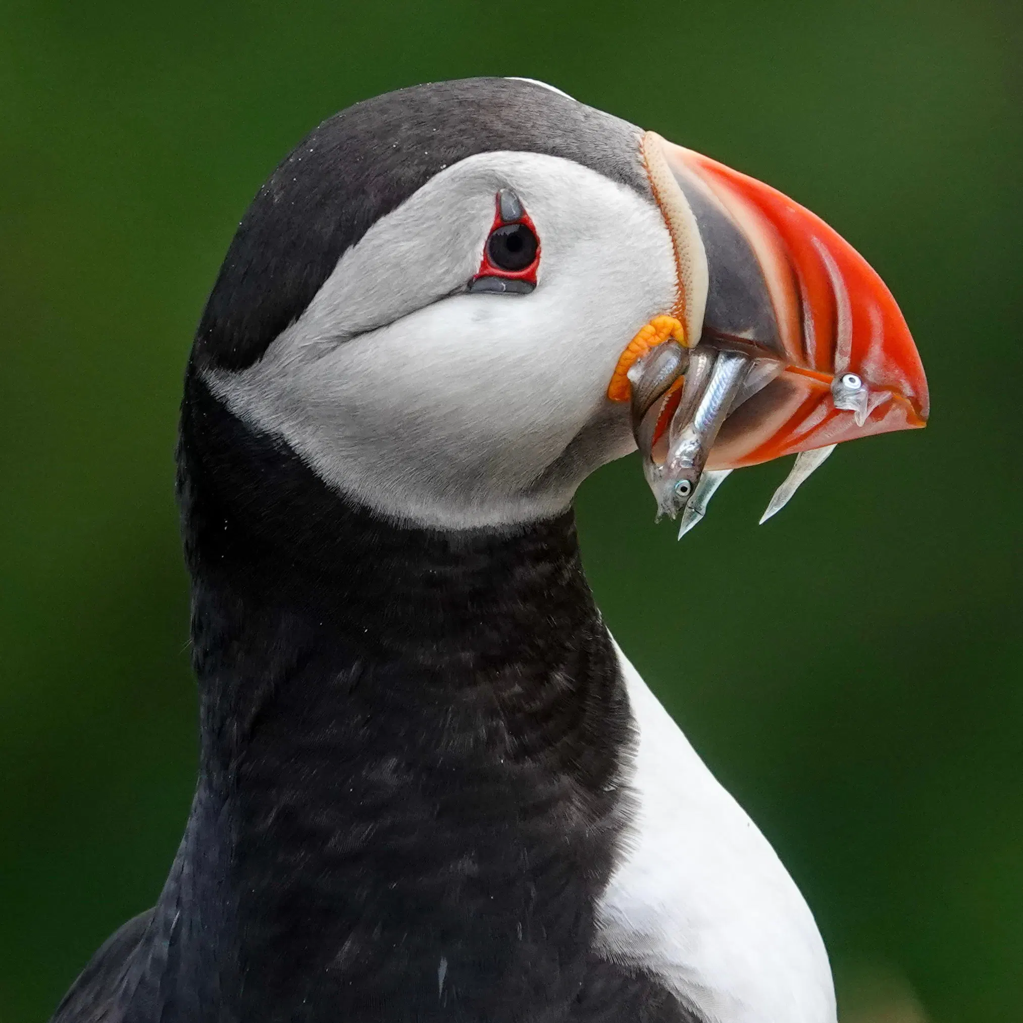 avatar for stephan@them.cheeky.wales