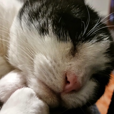 avatar for chestas@aus.social