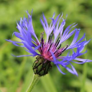 avatar for lbheuschkel@helvede.net