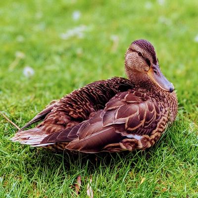 avatar for floreana@poliversity.it