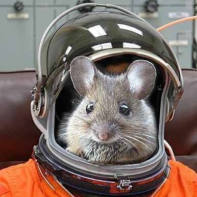 avatar for Robert_Brandt@spacey.space