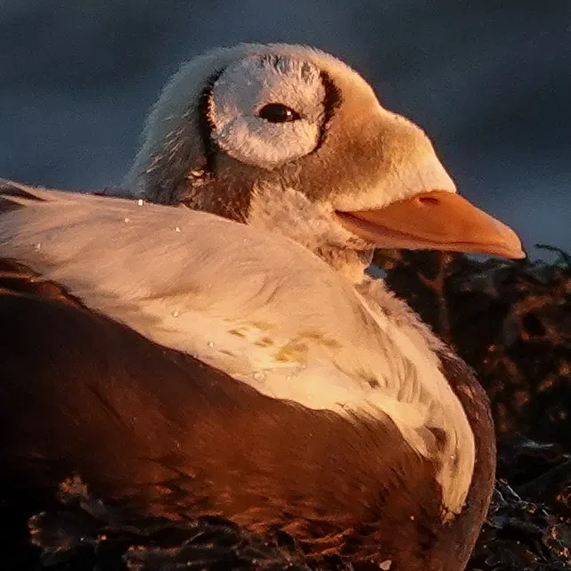 avatar for stephan@them.cheeky.wales