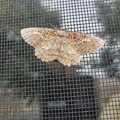 avatar for marsiposa@social.coop