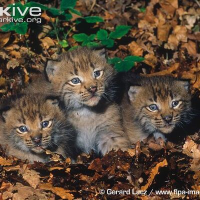 avatar for AutisticMumTo3@ohai.social