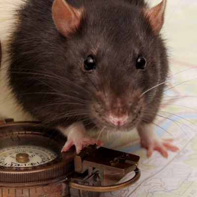 avatar for elduvelle_neuro@neuromatch.social