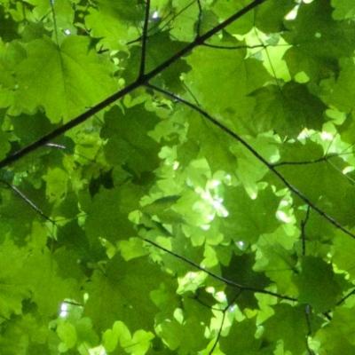 avatar for six_grandfathers_mountain@mastodon.social