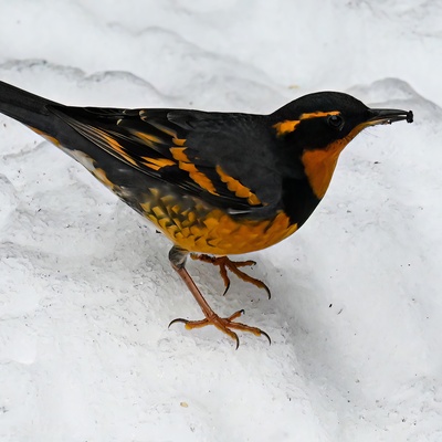 avatar for brownsbay@pnw.zone