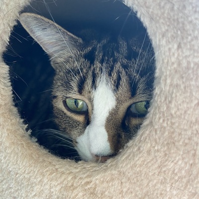 avatar for VeeRat@zeroes.ca