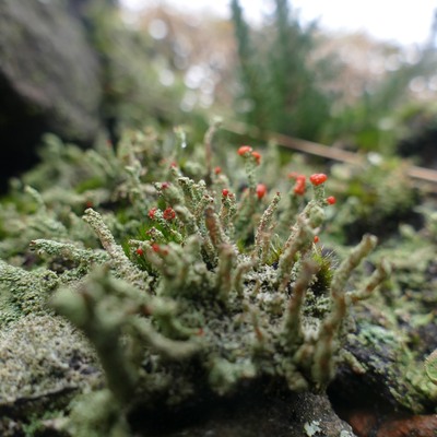 avatar for ratatosk@mastodonapp.uk