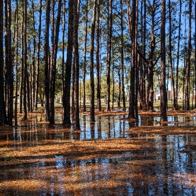 avatar for templarknight@ieji.de