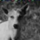 avatar for paparatti@phire.place