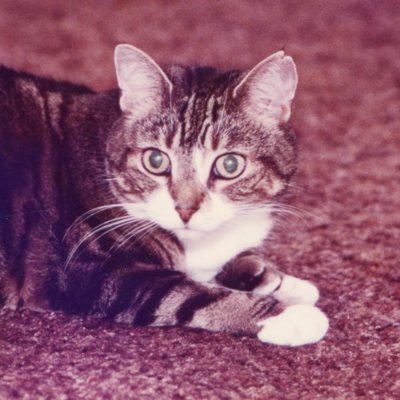 avatar for ahimsa_pdx@disabled.social