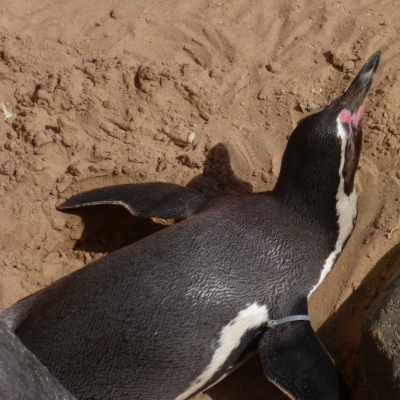 avatar for herdivineshadow@fandom.ink