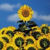 avatar for Frantasaur@mastodon.ie