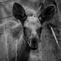 avatar for arcturus@pixelfed.social