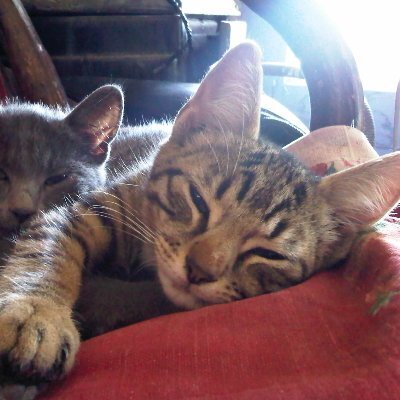 avatar for elduvelle@neuromatch.social