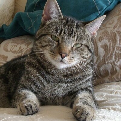 avatar for Henrysbridge@toot.wales