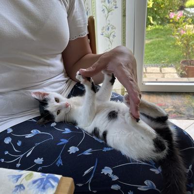 avatar for chopinfan@mastodon.social