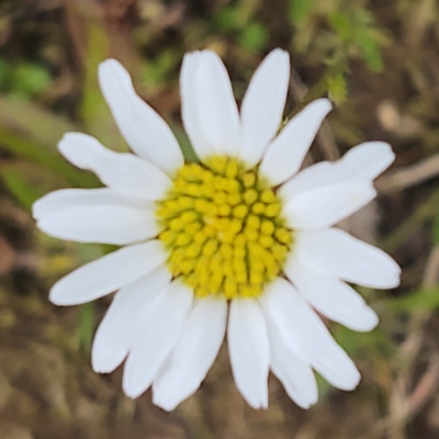 avatar for chrisnelsonsdog@mstdn.social