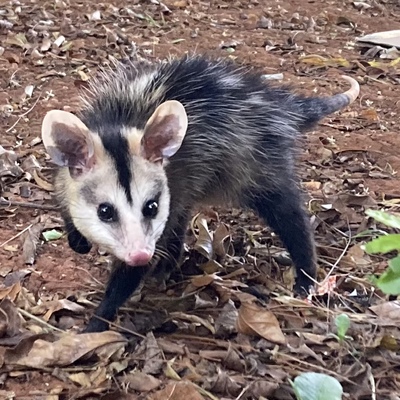 avatar for fiery@snac.bsd.cafe