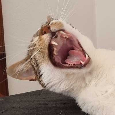 avatar for Annmie@mastoart.social