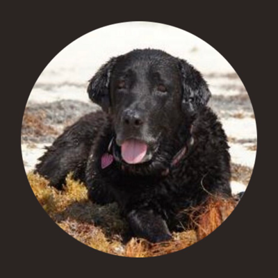 avatar for kokodogz@mas.to