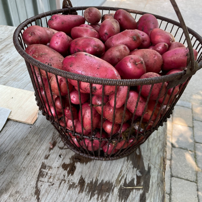 avatar for Halcyonline@mstdn.social