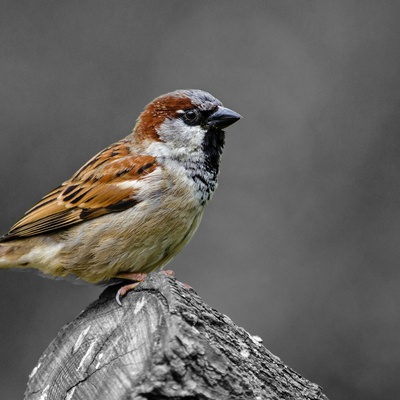 avatar for VoordeMus@mastodon.nl