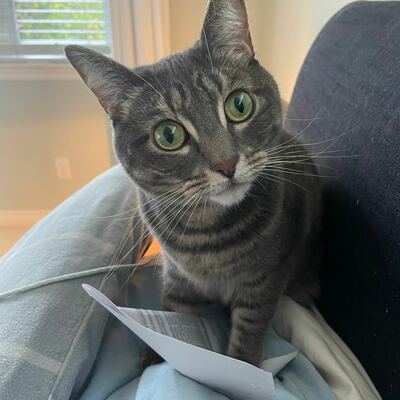 avatar for grayladywriter@mindly.social