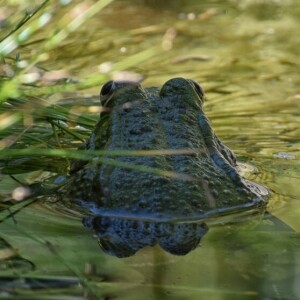 avatar for balbec@hub.heraut.eu