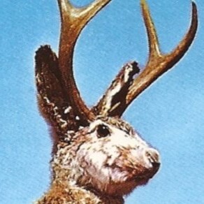 avatar for jakalopes@mas.to