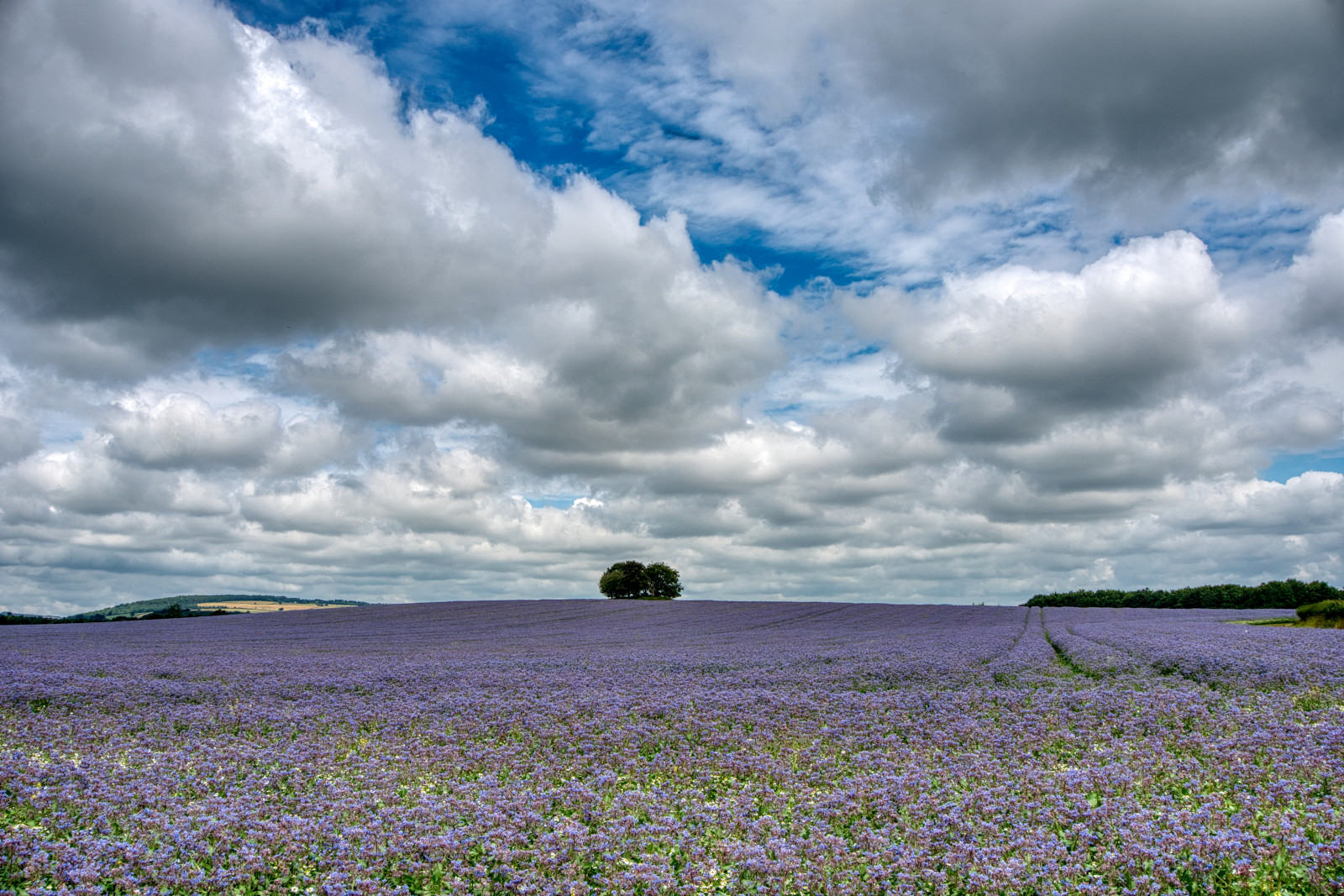 A carpet of blue/purple Borage flowers cover the foreground to the near horizon where a few trees sit in the centre. Distant low hills can be seen in the distance under a blue sky with low grey clouds