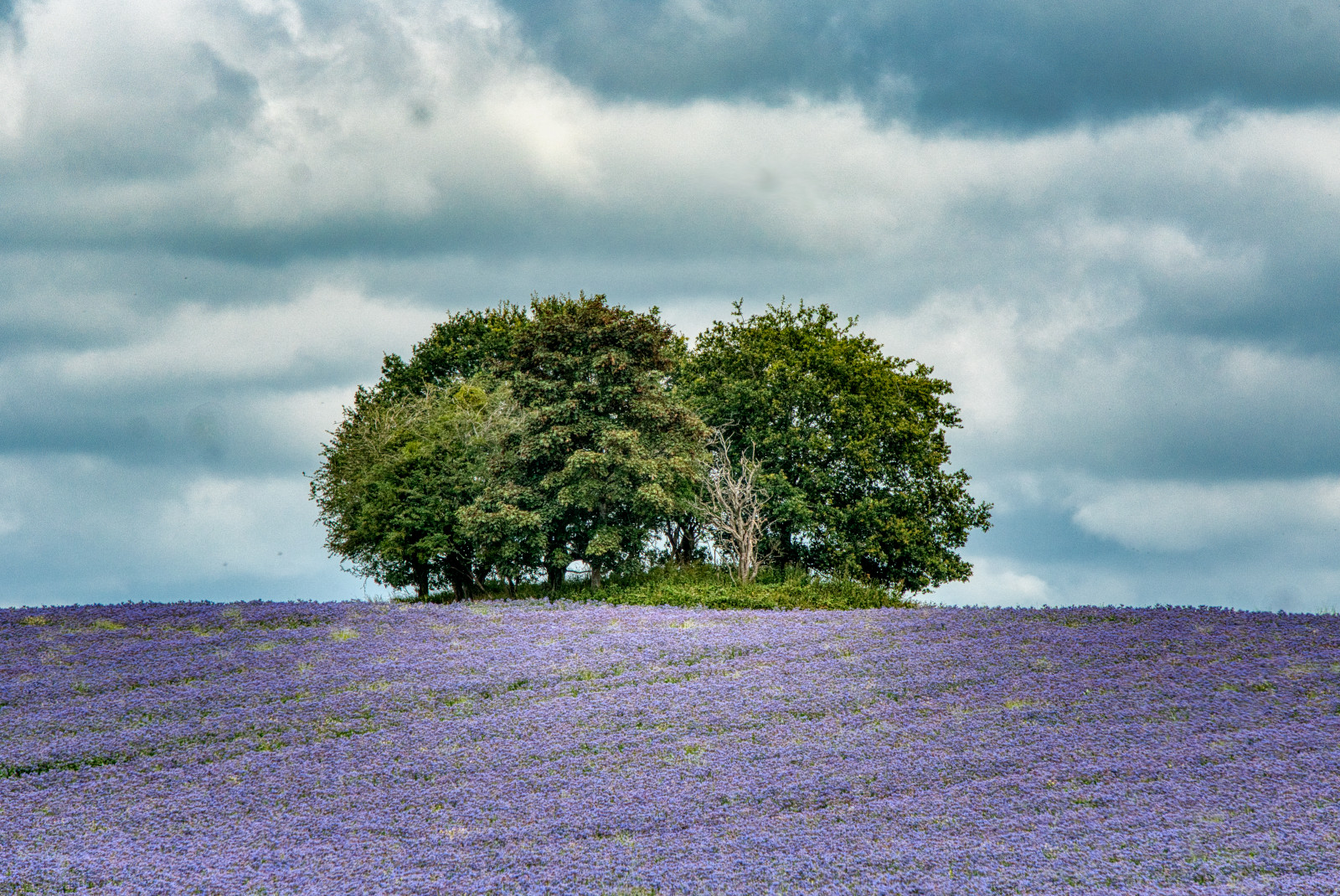 A zoomed image of a few trees on the horizon, a field of blue/purple borage flowers leading to them. Grey clouds filling the sky