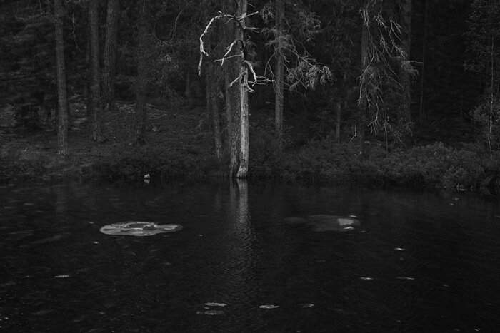 A black and white image with a double exposure of a dark lake in the forest with trees at the back and lilypads on the surface. In the center of the image stands a dead almost white tree.